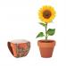 Pote de terracota com sementes do tipo girassol - SUNFLOWER