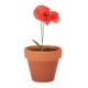  Pequeno vaso de terracota - RED POPPY